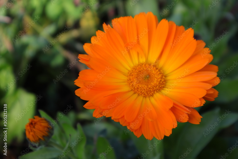 Ringelblume Ringelblume