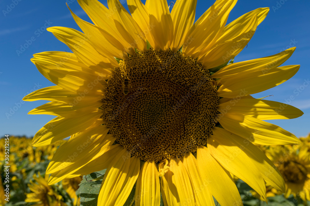 Naklejka premium sunflower