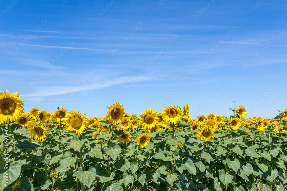 Obraz premium Sunflowers 
