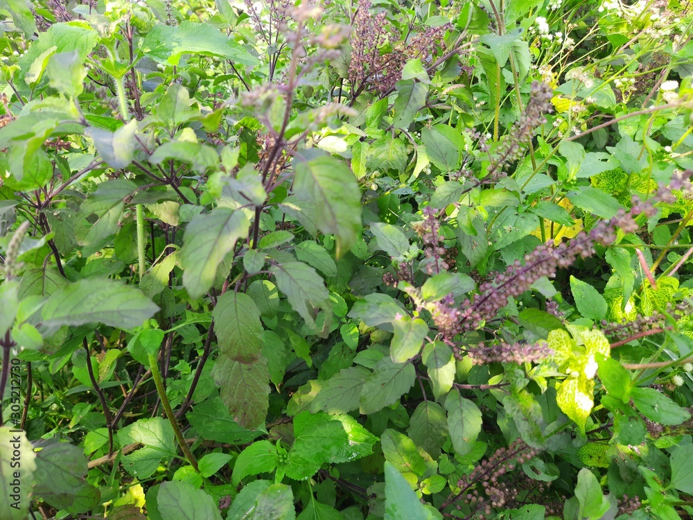 Seeds and leavs of black Basil. Hindus use its leaves in worship. It is also a quality medicine. Its leaf is used in many diseases. Tulsi is found in every home in India. And it is worshiped. Seeds and leavs of black Basil. Hindus use its leaves in worship. It is also a quality medicine. Its leaf is used in many diseases. Tulsi is found in every home in India. And it is worshiped.