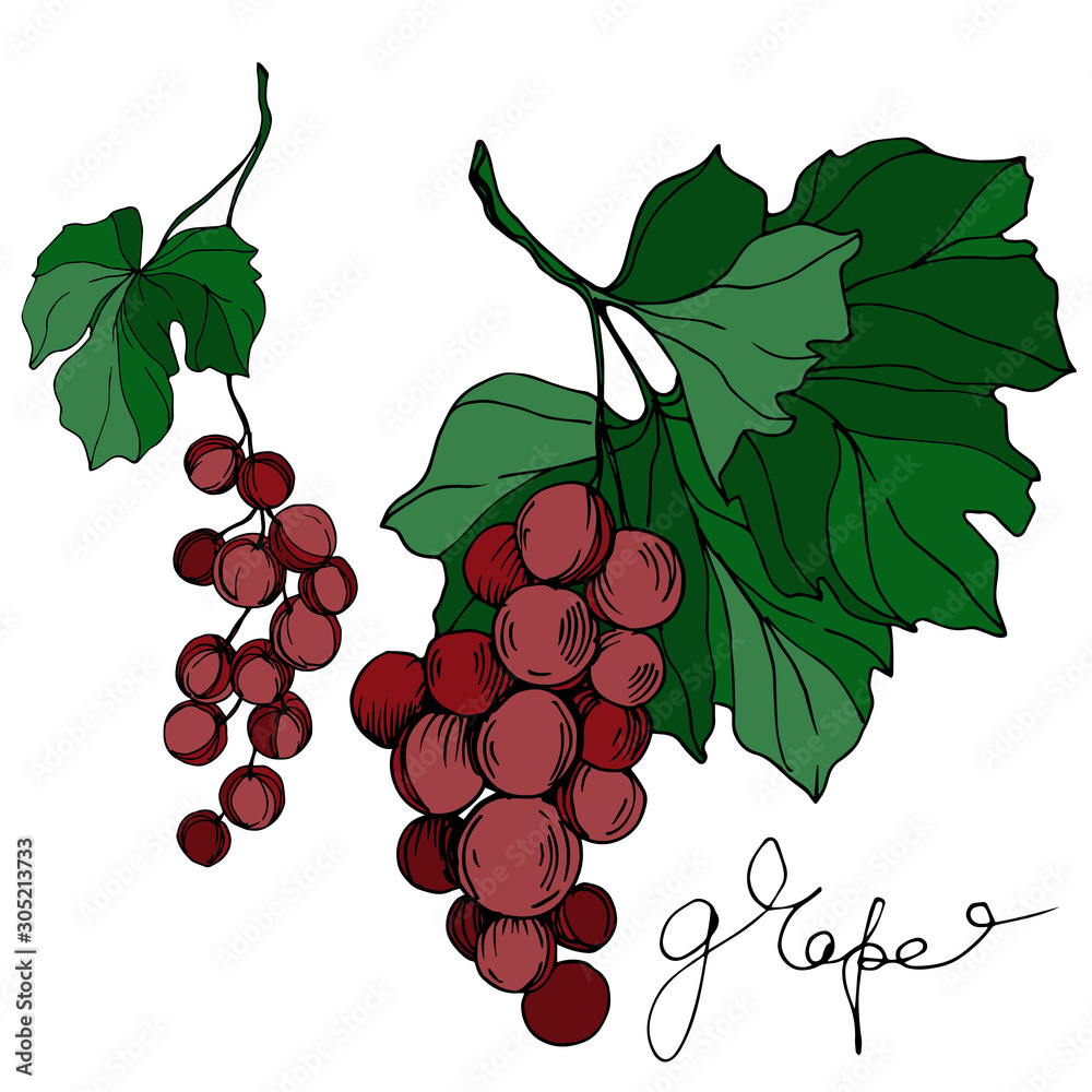 Fototapeta premium Vector Grape berry healthy food. Black and white engraved ink art. Isolated grapes illustration element.