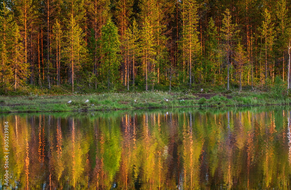 Trees in the forest stand on the edge of a forest lake with a clouding reflection and color. Awesome light at sunset. Summer. Finland.