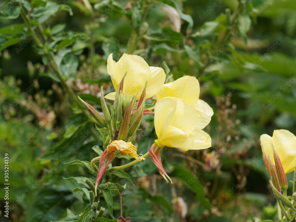 Oenothera biennis | Onagre bisannuelle aux boutons en cours d'éclosion aux fleurs jaune soufre au sommet d'une tige dressée avec de longues feuilles nervurées Oenothera biennis | Onagre bisannuelle aux boutons en cours d'éclosion aux fleurs jaune soufre au sommet d'une tige dressée avec de longues feuilles nervurées