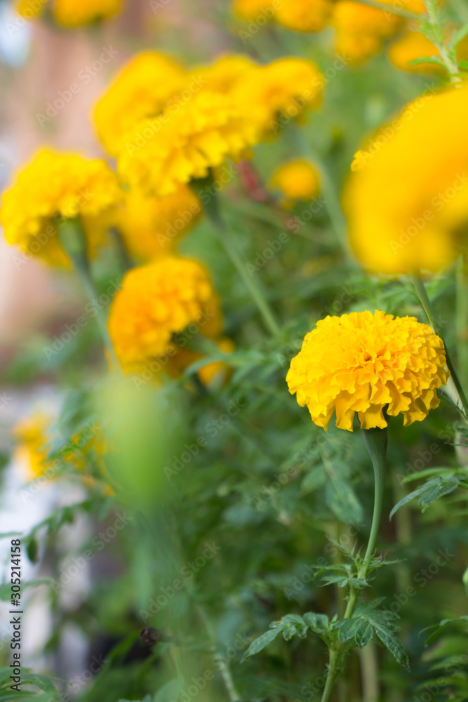 field of yellow flowers,Marigold field of yellow flowers,Marigold