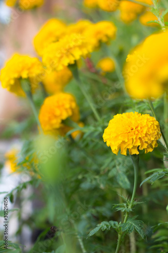 field of yellow flowers,Marigold