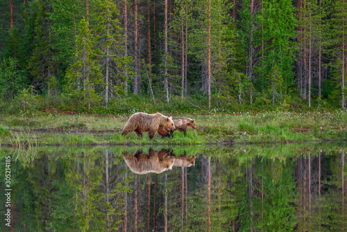 She-bear with a cub bear walks along the edge of a forest lake with a stunning reflection. Summer. Finland.