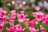Beautiful pink  tulip flower.Blooming colorful tulip flowers in garden as floral background