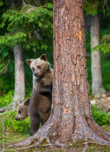 Two cubs of bear in the forest. White Nights. Summer. Finland.