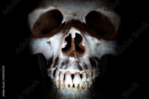 Human skull., menschlicher Schädel