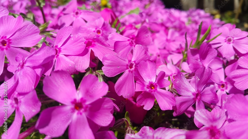 Close up view of several pink flowers under sunlight with pink petals