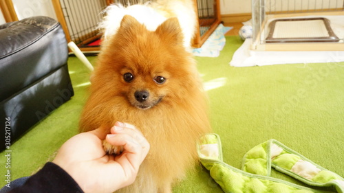 ポメラニアンと握手