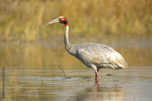 Sarus crane  Antigone antigone  is a large nonmigratory crane found in parts of the Indian subcontinent  Southeast Asia  and Australia