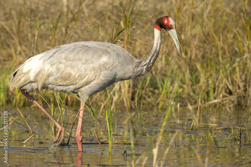 Sarus crane (Antigone antigone) is a large nonmigratory crane found in parts of the Indian subcontinent, Southeast Asia, and Australia