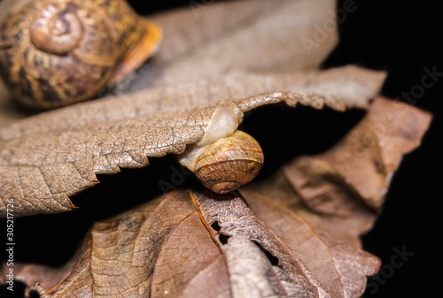Big and small snails on a dry, beautiful bright colorful autumn leaf, close up shot