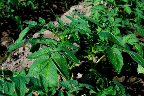 Wallpaper Mural Planting potatoes in Thailand, Potato seedlings, Potato fields. Torontodigital.ca