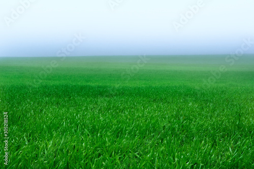 Green field in foggy haze, agriculture background.