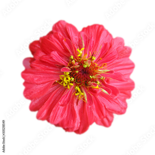 Pink flower with yellow center isolated on a white background