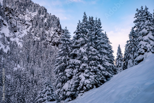 Beautiful winter landscape with snow covered trees in Stubai valley  Tirol  Austria