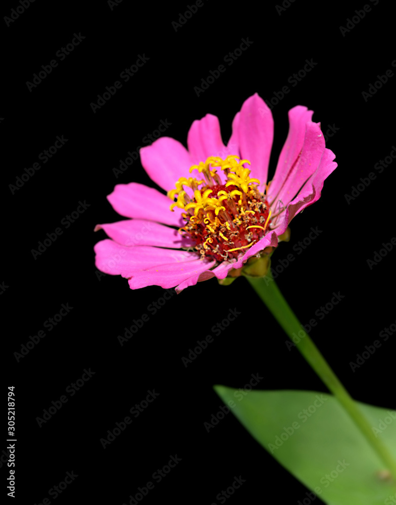 Beautiful pink flower isolated on a black background