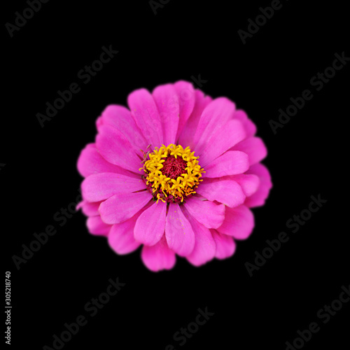 Beautiful purple flower isolated on a black background