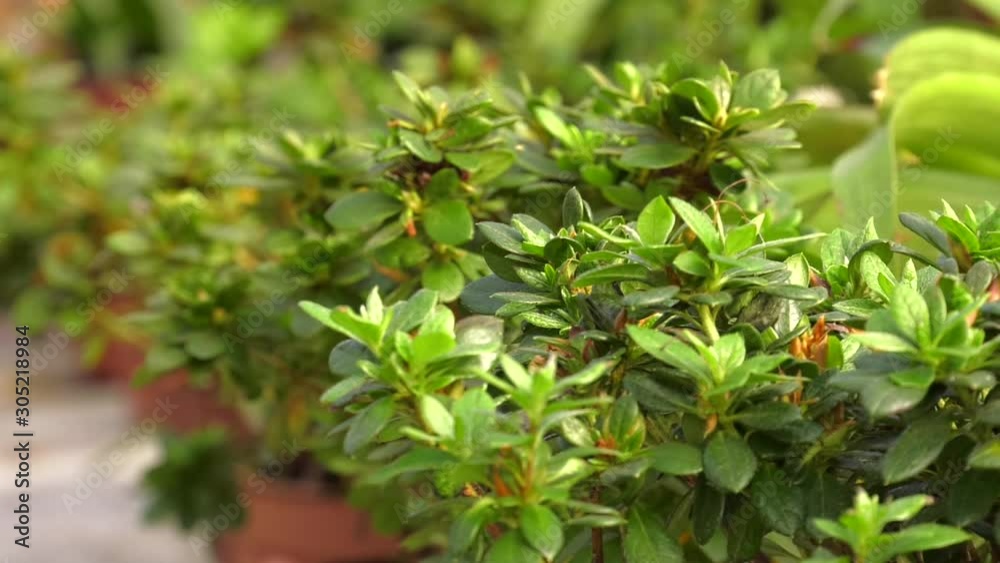 Azaleas in pots. Flower Pots in a subtropical greenhouse. Subtropical plants. Subtropical flowers. Azaleas in pots. Flower Pots in a subtropical greenhouse. Subtropical plants. Subtropical flowers.
