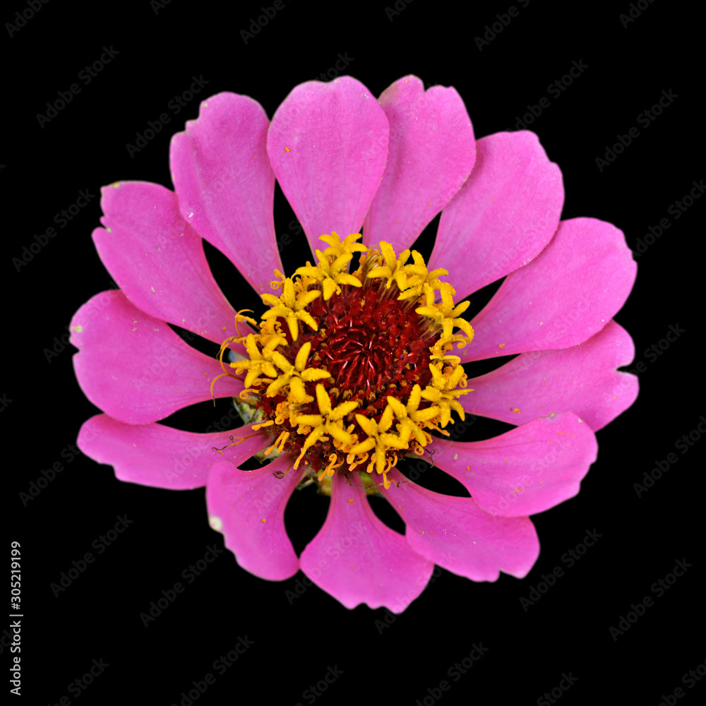 Beautiful pink flower isolated on a black background Beautiful pink flower isolated on a black background