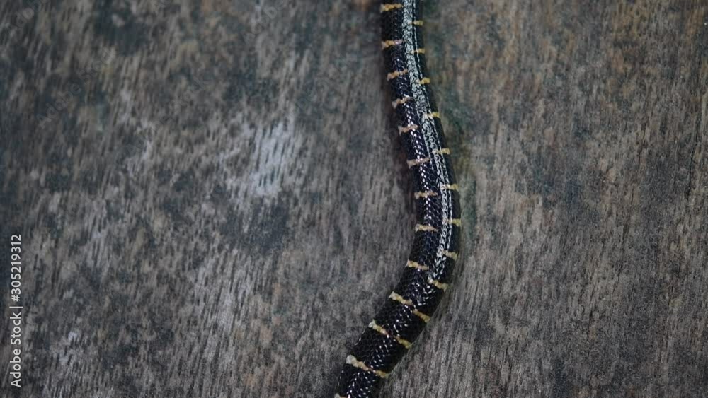 Cylindrophis ruffus, Red-tailed Pipe Snake, rested on a wooden floor and looped in a figure of eight knot undoing itself and moving out of the frame; sixth sequence in slow motion. Cylindrophis ruffus, Red-tailed Pipe Snake, rested on a wooden floor and looped in a figure of eight knot undoing itself and moving out of the frame; sixth sequence in slow motion.