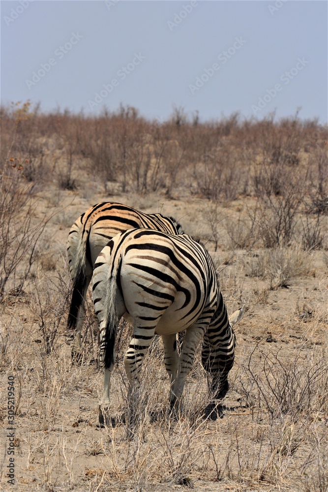 Obraz premium Two zebras from behind while eating in Etosha Nationalpark, Namibia