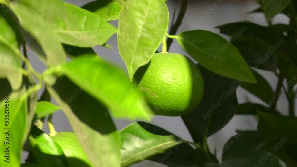Green mandarin, ripening on a branch in the greenhouse. A macro shot of the Dwarf Citrus Trees grown at greenhouse Green mandarin, ripening on a branch in the greenhouse. A macro shot of the Dwarf Citrus Trees grown at greenhouse