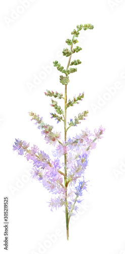 Inflorescence of lilac astilbe hand drawn in watercolor isolated on a white background. Ideal for creating invitations, greeting cards. Floral illustration.Watercolor botanic element for arrangements