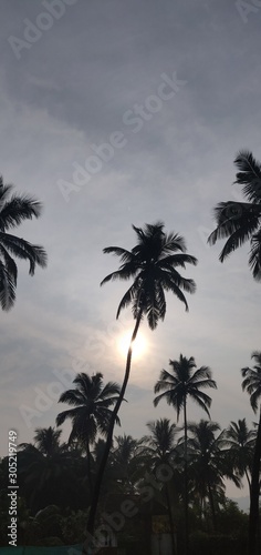 palm trees and sunset © Saket