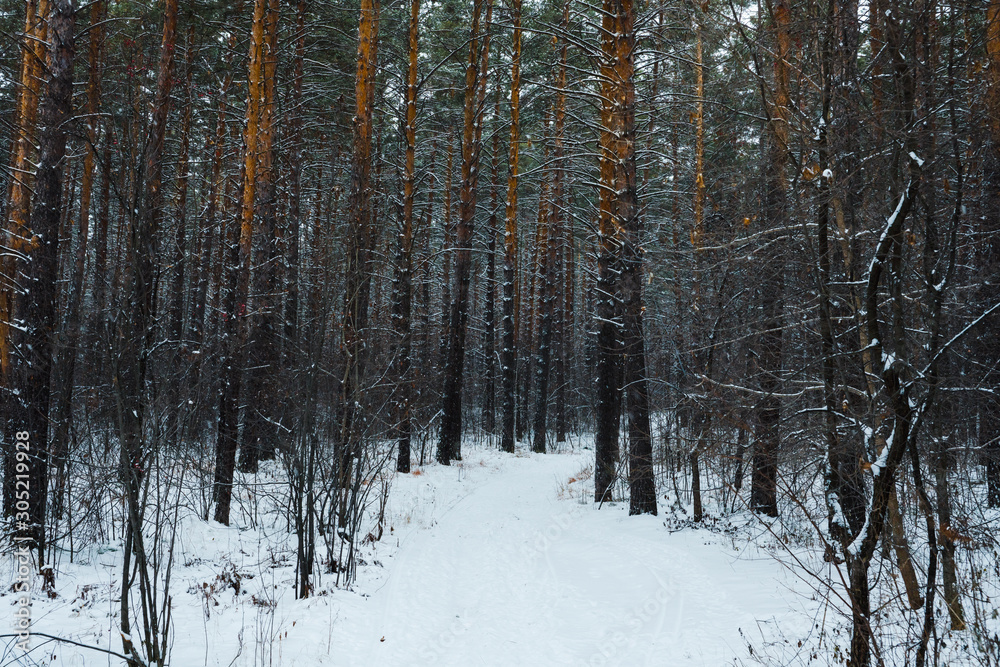 Beautiful winter in pine forest. Winter lanscape with heavy snowfall.