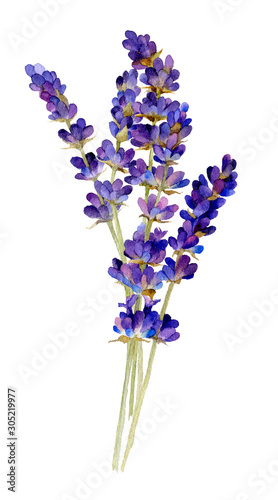 Tender bouquet of lavender hand drawn in watercolor isolated on a white background. Watercolor illustration.  Ideal for creating invitations, greeting and wedding cards, patterns