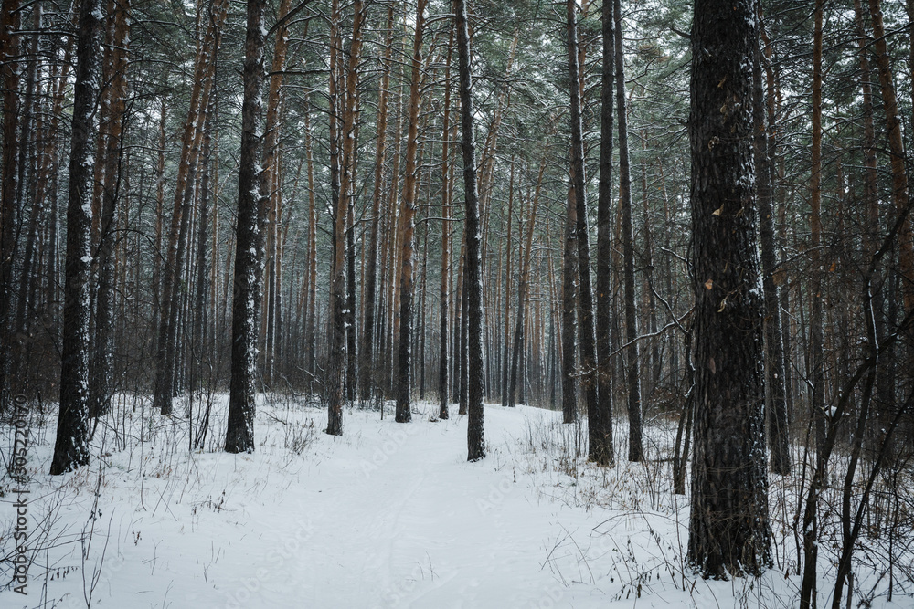 Beautiful winter in pine forest. Winter lanscape with heavy snowfall. Beautiful winter in pine forest. Winter lanscape with heavy snowfall.