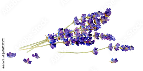 Bunch of lavender hand drawn in watercolor isolated on a white background. Watercolor illustration.  Ideal for creating invitations, greeting and wedding cards, patterns