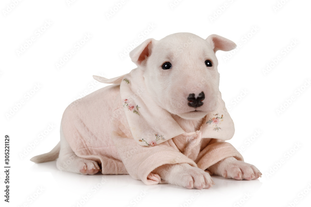 Adorable puppy Miniature Bull Terrier dressed in a jacket lying on a white  Stock Photo | Adobe Stock