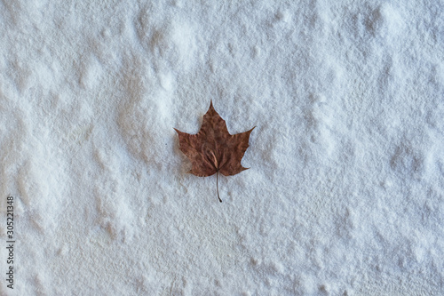 Close up of dry pale maple leaf in early snow. Changing season concept. First snow