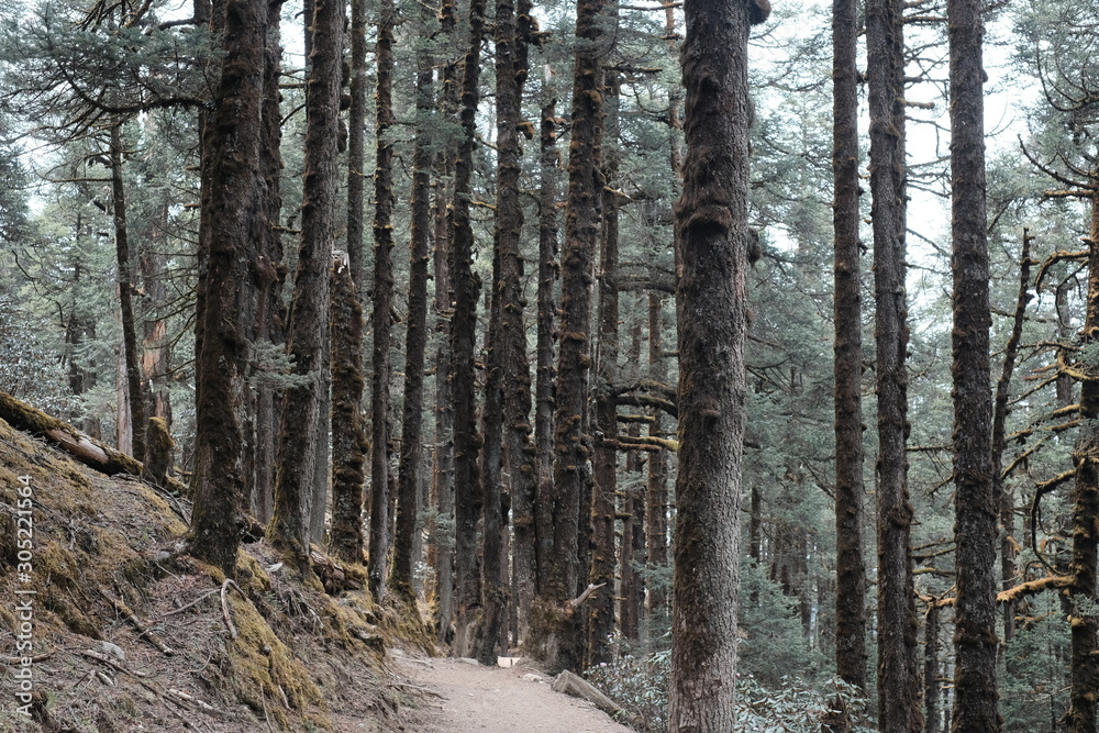 Obraz premium wild big tree in langtang himal trekking