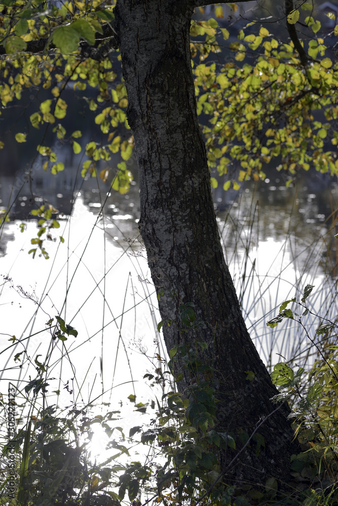 Obraz premium tree in forest nacka sweden, stockholm, sverige
