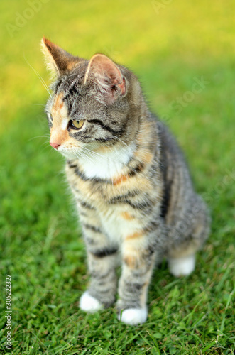Tabby cat sitting on grass vertical photo