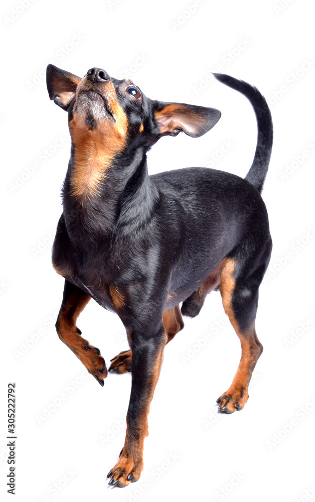 Prague ratter, miniature pinscher looking up - czech dog isolated on white background. Studio shot.
