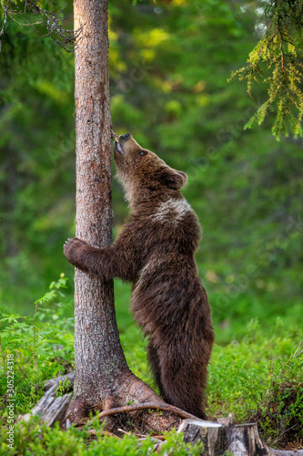 Fototapeta Naklejka Na Ścianę i Meble -  Brown bear stands near a tree in funny poses against the background of the forest. Summer. Finland.