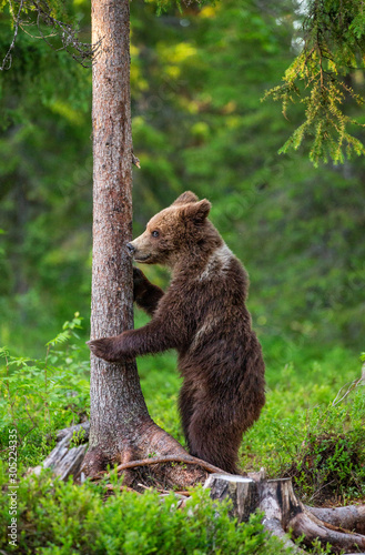 Brown bear stands near a tree in funny poses against the background of the forest. Summer. Finland.