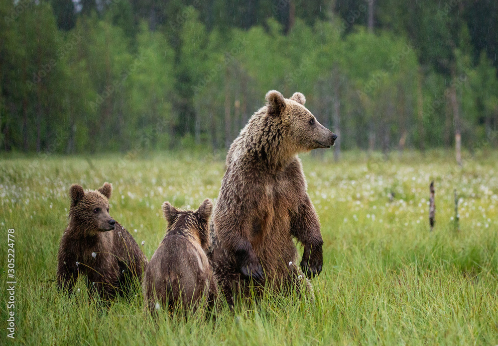 Fototapeta premium She-bear with cubs in a forest glade. White Nights. Summer. Finland.