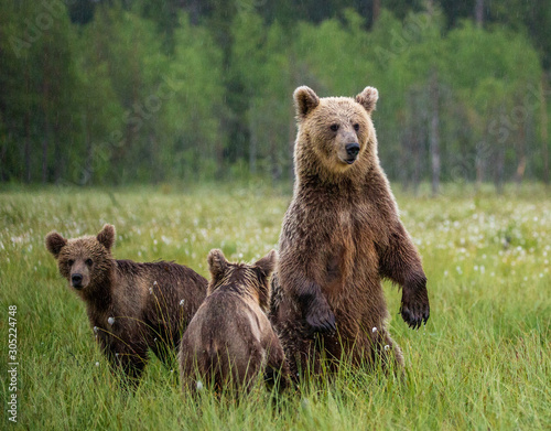 She-bear with cubs in a forest glade. White Nights. Summer. Finland.