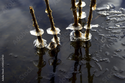 Photography icecycles on redd, branch , sweden, nacka, stockholm