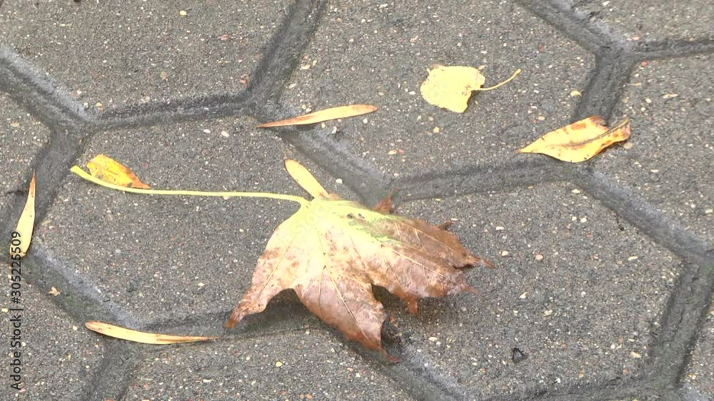 Autumn leaves fallen on the road. A maple leaf lies on a paving stone ...