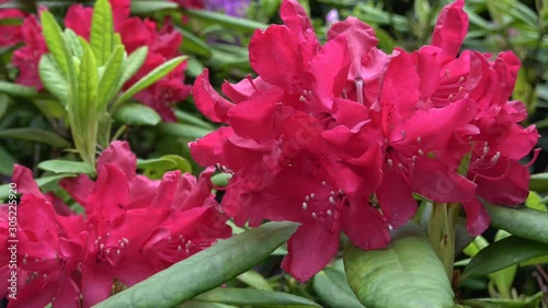 Flowering bush with three types of blossoms in a garden photo