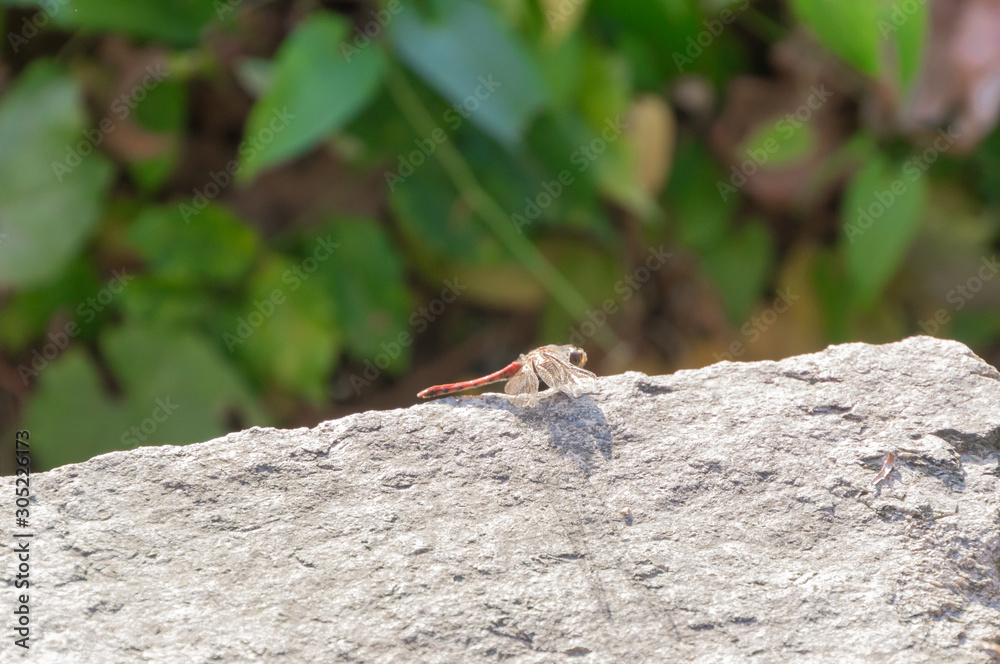 Dragonfly that stops at the stone wall. Dragonfly that stops at the stone wall.