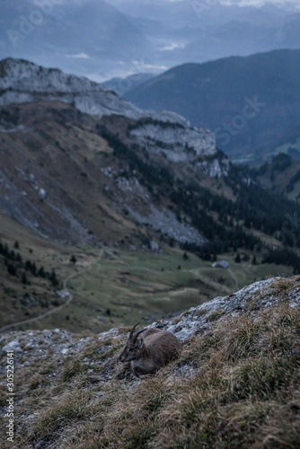 Goat in front of Panorama view of mountains scene from top Pilatus Kulm in Lucerne